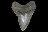 Serrated, Fossil Megalodon Tooth #70780-2